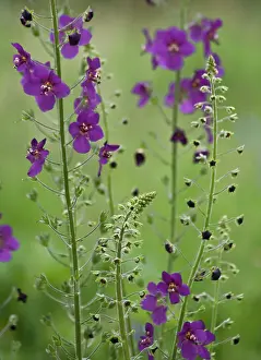 Fragile: Verbascum