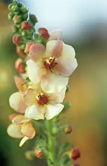 Fragile: Verbascum