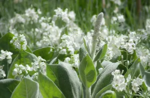 Mullein: Verbascum, Mullein