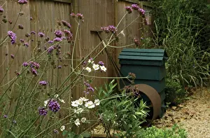 Verbena: Verbena