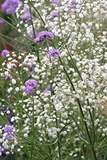 Verbena: Verbena