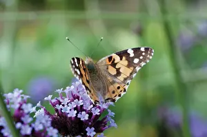 Verbena: Verbena