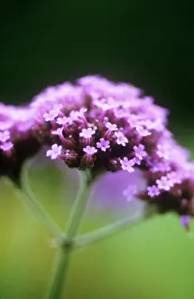 Verbena: Verbena