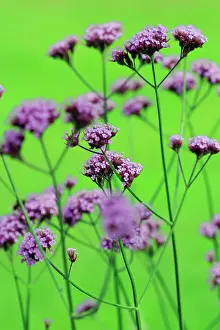 Verbena: Verbena