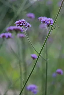Verbena: Verbena