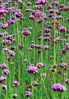 Verbena: Verbena