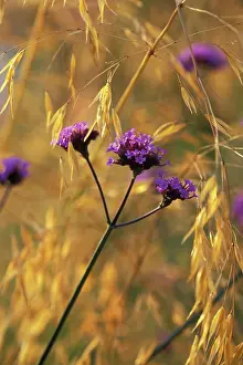 Verbena: Verbena