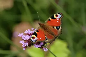 Verbena: Verbena
