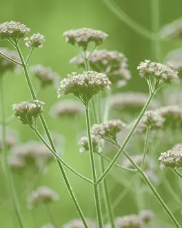Verbena: Verbena