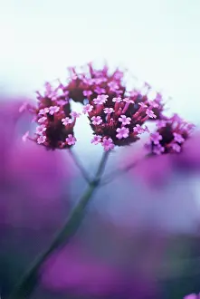 Verbena: Verbena