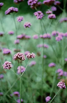 Verbena: Verbena