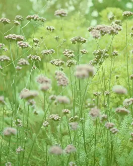 Verbena: Verbena