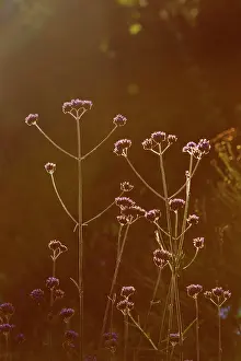 Verbena: Verbena bonariensis - backlit
