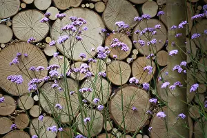 Verbena: Verbena, Brazilian verbena, Purple top, Verbena