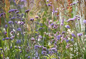 Verbena: Verbena, Brazilian verbena, Purple top, Verbena