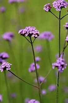 Verbena: Verbena - against meadow grasses