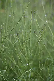 Verbena: Verbena officinalis