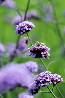 Verbena: Verbena, Verbena hybrida, Purple coloured flowers growing ou