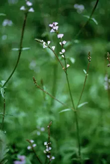 Verbena: Verbenas