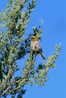 Auriparus: Verdin
