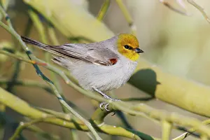 Auriparus: Verdin