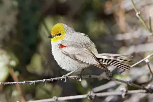 Auriparus: Verdin