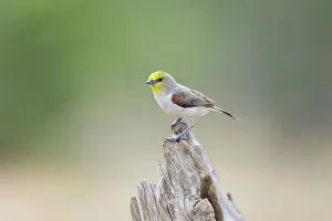 Auriparus: Verdin
