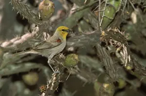 Cholla: Verdin