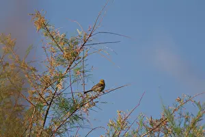 Auriparus: Verdin