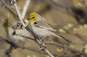Auriparus: Verdin - arid