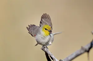 Auriparus: Verdin - arid