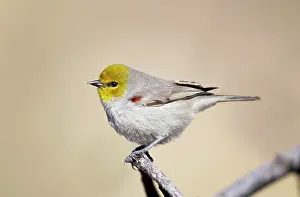 Auriparus: Verdin - arid