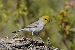 Auriparus: Verdin Auriparus flaviceps Feeding and singing on terr