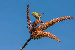 Splendens: Verdin (Auriparus flaviceps) on ocotillo, Sonoran