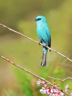 Singing: Verditer Flycatcher Eumyias thalassinus Dat Lat