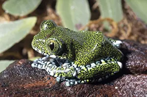 Hyperoliidae: Vermiculated Frog