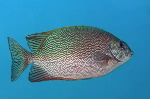 Line: Vermiculated Rabbitfish