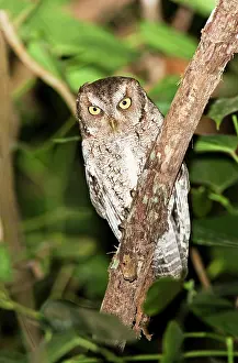 Screech: Vermiculated Screech Owl