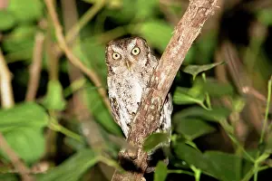 Screech: Vermiculated Screech Owl
