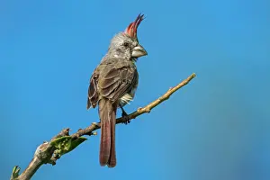 Cardinals: Vermilion Cardinal, female, Guajira Peninsula, Colombia