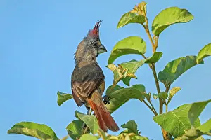Cardinals: Vermilion Cardinal, female, Guajira Peninsula, Colombia