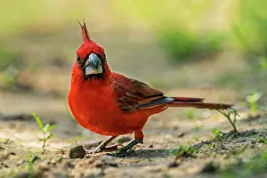 Cardinals: Vermilion Cardinal, male, Guajira Peninsula, Colombia