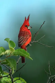 Cardinals: Vermilion Cardinal, male, Guajira Peninsula, Colombia