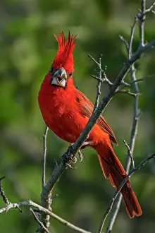 Cardinals: Vermilion Cardinal, male, Guajira Peninsula, Colombia