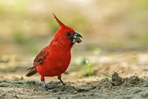 Cardinals: Vermilion Cardinal, male, with seed, Guajira Peninsula