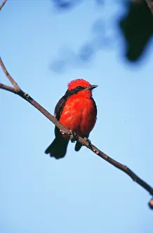 Rubinus: Vermilion Flycatcher