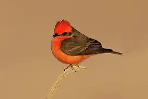 Rubinus: Vermilion Flycatcher