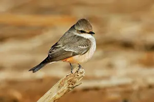 Rubinus: Vermilion Flycatcher