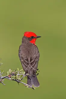 Rubinus: Vermilion Flycatcher