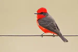 Rubinus: Vermilion Flycatcher
